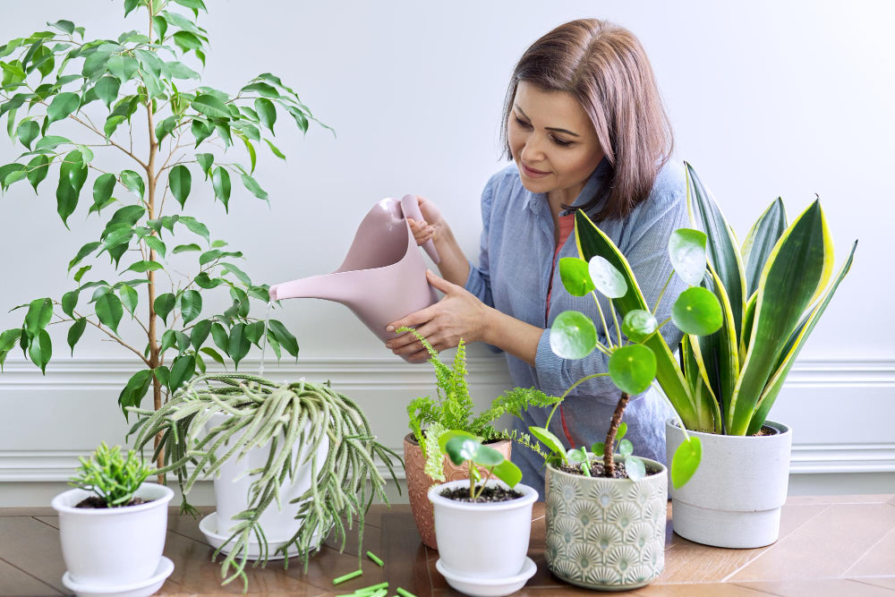 How to Keep Your Indoor Plants Healthy