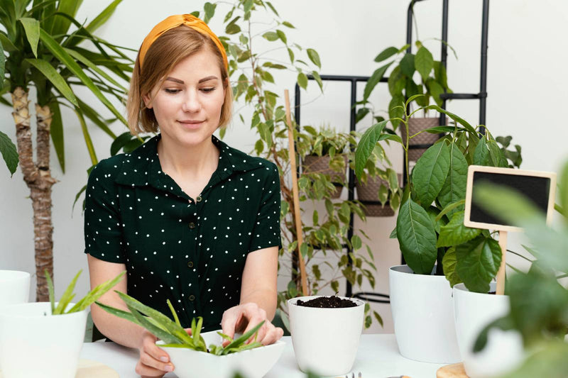 5 Easy Plants for Beginners