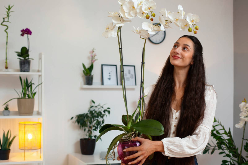 The Best Plants for Low-Light Spaces