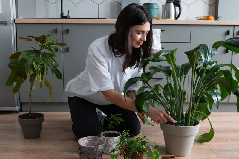 How to Care for Your Indoor Plants