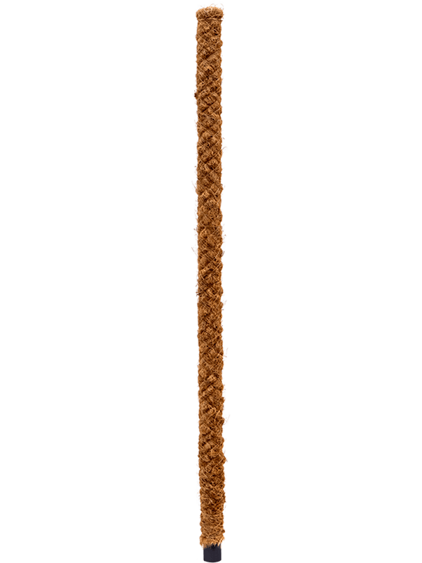 On moss-poles 150 CM