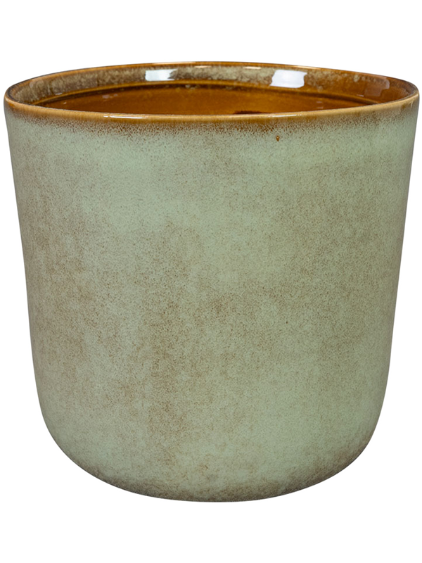 Hedy Pot Thyme